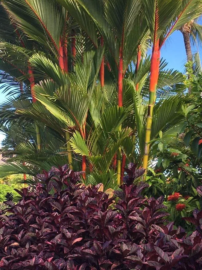 Spacious & Inviting Kanaloa #3503 By Casago Kona - Come Play Kailua-Kona Holiday home